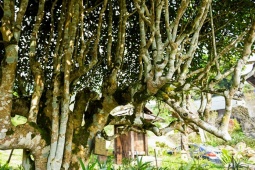 Loại cây cổ thụ ở Việt Nam cho thứ sản vật được ví như "báu vật", có cây được trả hơn 6 tỉ đồng