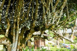 Loại cây cổ thụ ở Việt Nam cho thứ sản vật được ví như "báu vật", có cây được trả hơn 6 tỉ đồng