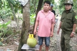 Bị khởi tố vì trộm 2 trái mít