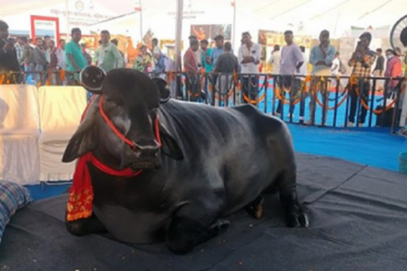 Con trâu màu đen khổng lồ có giá 90 tỷ đồng