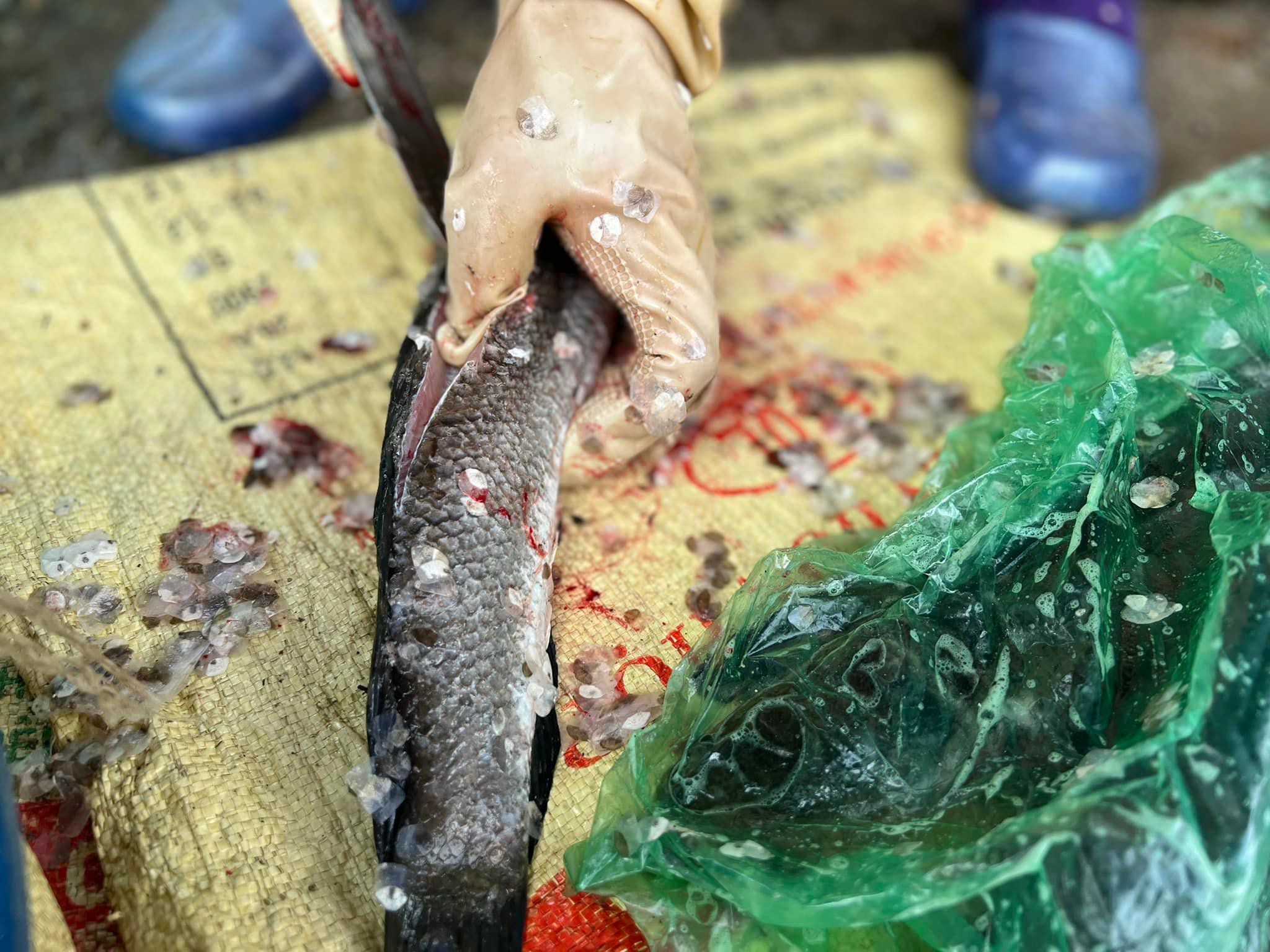 Cá mổ sạch, đánh vảy, bỏ đầu đuôi.