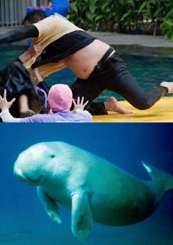 Khác với Hà Anh Tuấn, Trấn Thành đã vui vẻ tự nhận mình là “con bò biển” như cách mà cư dân mạng gọi vui. Nam MC than thở ê kíp Running Man “quá tàn tệ” khi không vẽ hình gì đó để che chắn thân hình phì nhiêu của mình. Trấn Thành còn thú nhận anh suy sụp khi cả thế giới tập trung vào cái bụng mỡ.