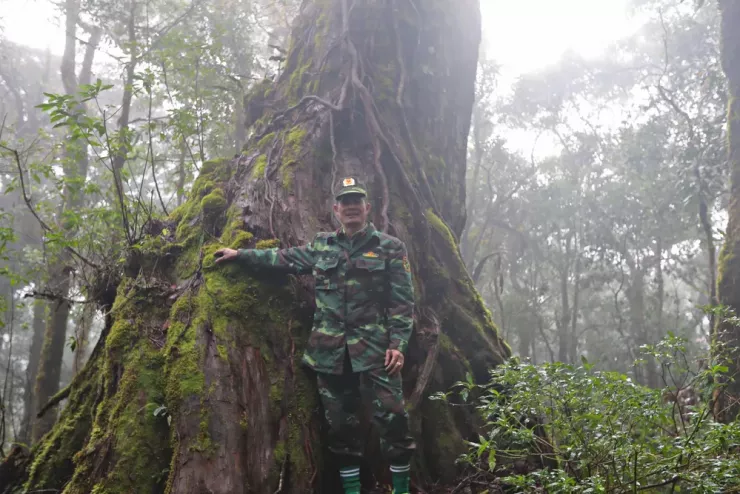 Chinh phục nóc nhà Nam Tây Nguyên với báu vật cây pơ mu 1.300 năm tuổi - 9