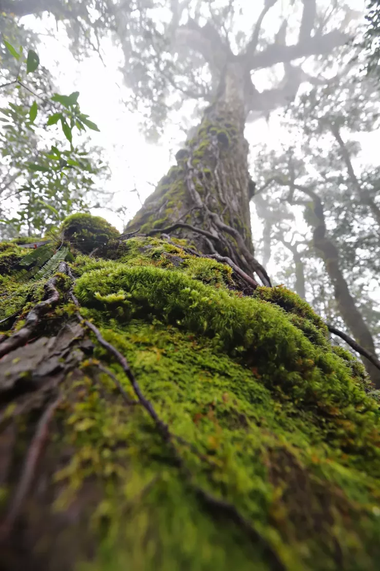 Chinh phục nóc nhà Nam Tây Nguyên với báu vật cây pơ mu 1.300 năm tuổi - 10