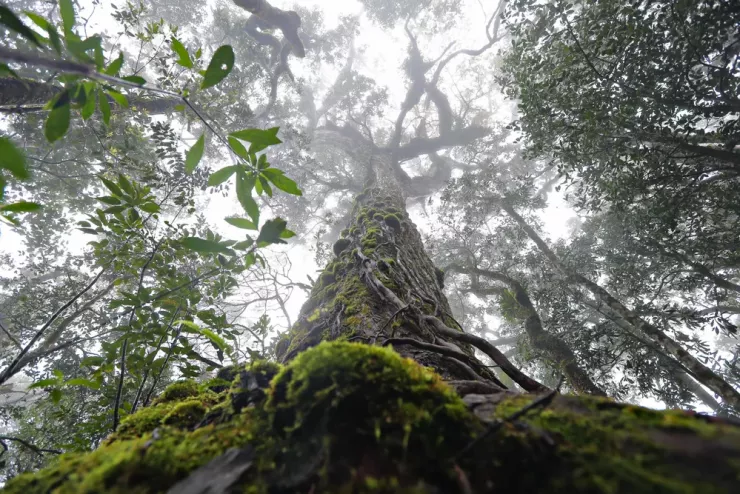 Chinh phục nóc nhà Nam Tây Nguyên với báu vật cây pơ mu 1.300 năm tuổi - 8