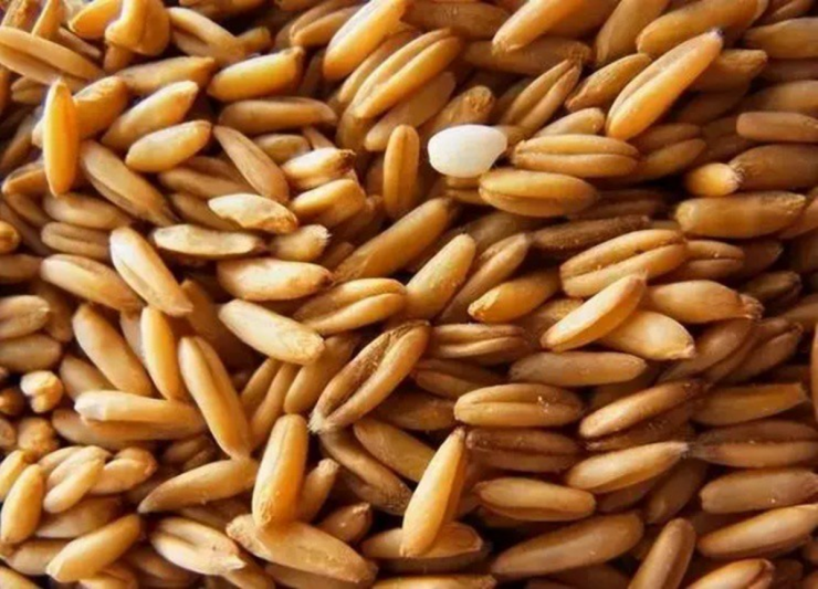 Loại cây dại xưa thấy "diệt tận gốc", không ngờ nay có giá 5 triệu đồng/kg - 2