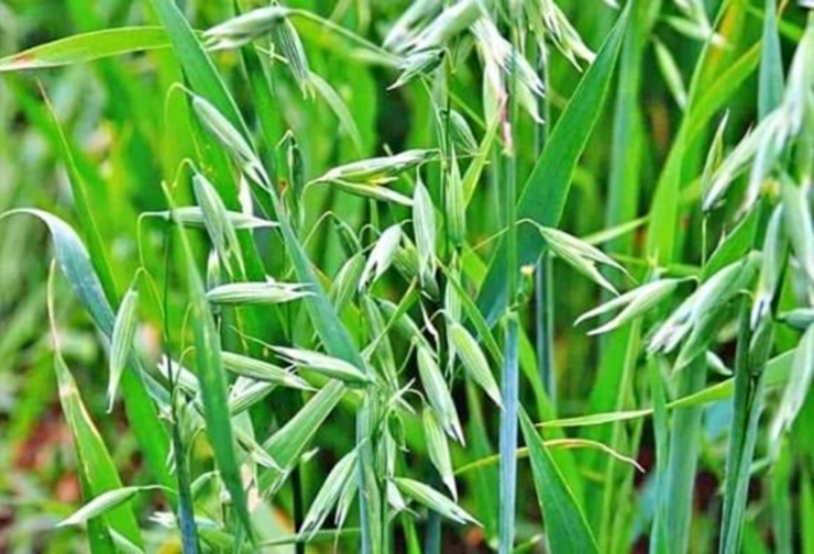 Loại cây dại xưa thấy "diệt tận gốc", không ngờ nay có giá 5 triệu đồng/kg - 3