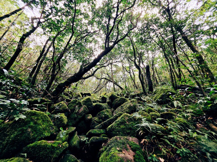 Đỉnh Voi Mẹp và Pa Thiên huyền ảo trong sương - 2