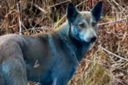 Biến đổi gây bất ngờ trong đàn chó ở vùng hạt nhân Chernobyl