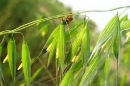 Loại cây dại xưa thấy "diệt tận gốc", không ngờ nay có giá 5 triệu đồng/kg