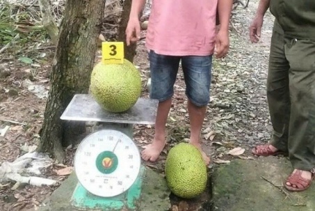 Vì sao người đàn ông bị khởi tố do trộm 2 trái mít ở Đồng Tháp?