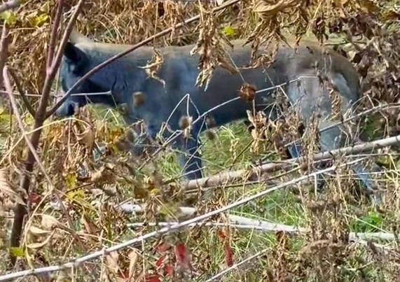 Một con chó ở vùng Chernobyl xuất hiện với bộ lông màu xanh. Ảnh: Jam Press