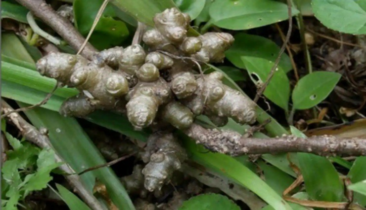 Củ loại cây này có thể ăn trực tiếp, vị hơi bột và đắng.