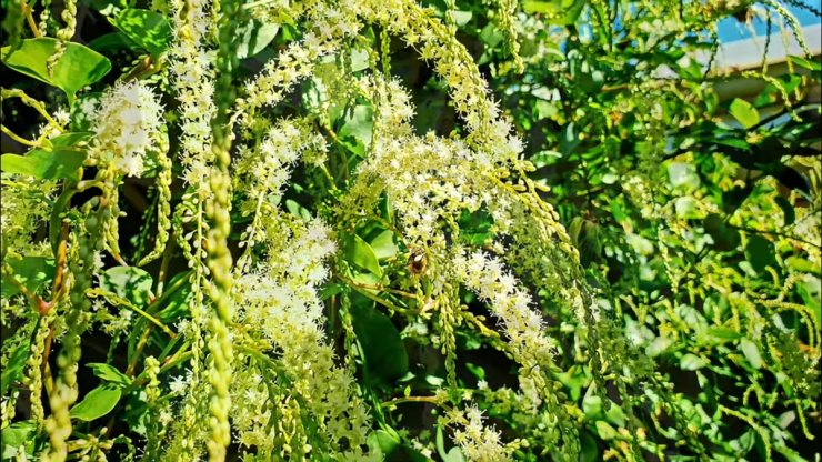 Loại cây này có tên gọi là mồng tơi củ, hay còn gọi là mồng tơi Nhật Bản, thường được trồng làm cây cảnh.