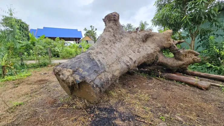 Phần gốc cây gỗ được những người khai thác vận chuyển cất giấu trong làng Plei Kual, xã Phú Thiện.