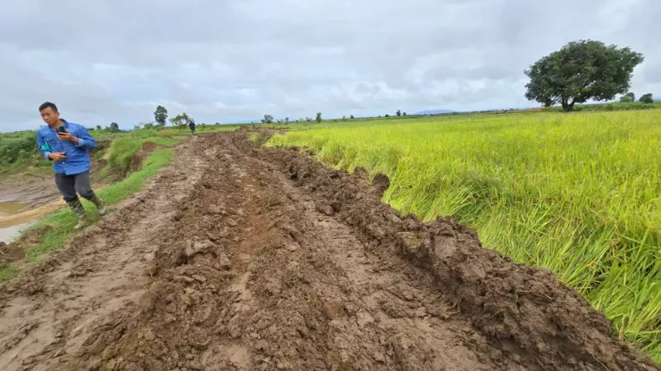 Ruộng lúa, hoa màu của người dân thôn Plei Kual, xã Phú Thiện bị hư hại nghiêm trọng.