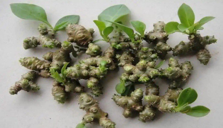 Cây dại xưa không ai "ngó", nay hái bán 2 triệu đồng/kg - 4