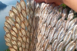 Loại cá "nhà nghèo" trước cho không ai lấy, nay phơi khô bán 300.000 đồng/kg thành đặc sản