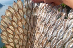 Loại cá "nhà nghèo" trước cho không ai lấy, nay phơi khô bán 300.000 đồng/kg thành đặc sản