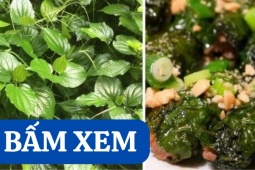 Tin tức sức khỏe - Loại lá quen thuộc trên mâm cơm người Việt lại là vị thuốc quý cho xương khớp