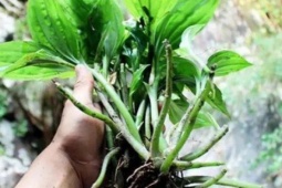 Cây dại mọc đầy ở Việt Nam, sang "trời Tây" bán hơn nửa triệu/kg