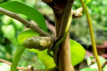 Cây dại xưa không ai "ngó", nay hái bán 2 triệu đồng/kg