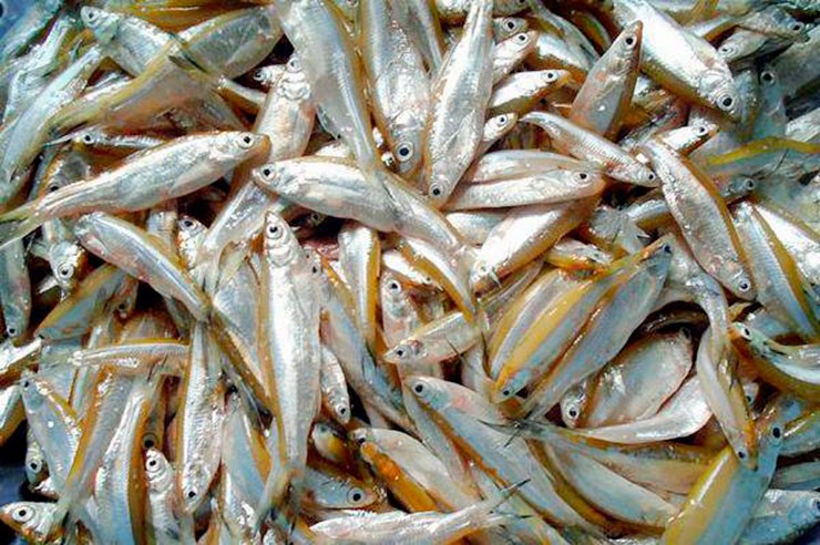 Cá thầu dầu (còn gọi là cá mài mại hay cá mương) là loài cá nước ngọt nhỏ, thân thon dài như lá tre, mỗi con chỉ chừng 6–7 cm, ánh bạc óng ánh khi gặp nắng.