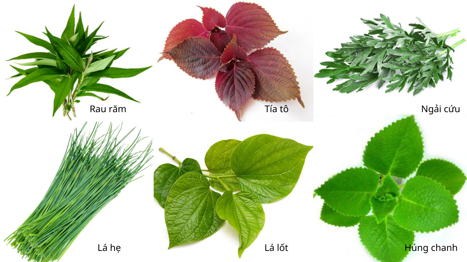 Một số loại rau là vị thuốc trong vườn nhà