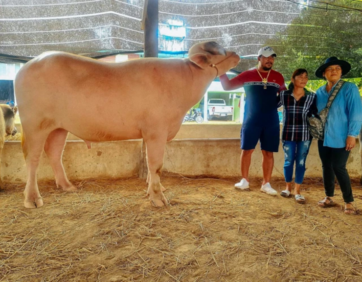 Sau nhiều lần kiên trì liên lạc và đàm phán, người đàn ông đã thuyết phục được cặp vợ chồng bán con trâu bạch tạng với giá 1,4 tỷ đồng.