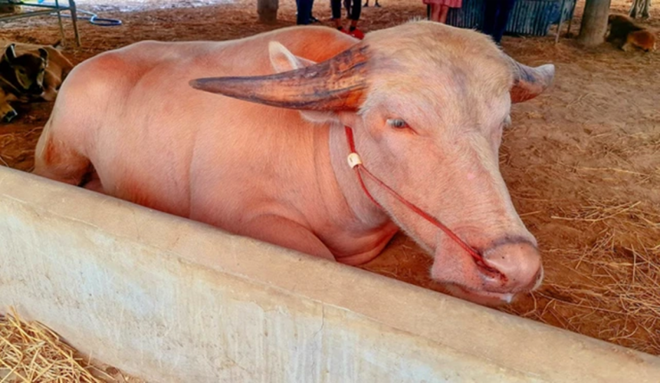 Con trâu được ông Damrongsak mua với giá 2 triệu baht (1,4 tỷ đồng). Nguồn ảnh: 77kaoded