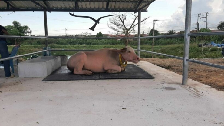 Con trâu bạch tạng được trả giá 1,4 tỷ đồng, chủ trâu cân nhắc mãi mới chịu bán - 3