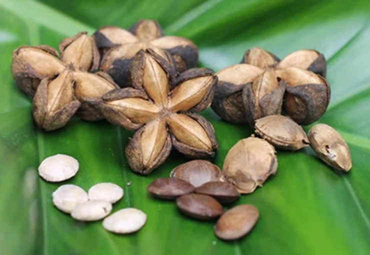 Loại hạt "đắt đỏ bậc nhất thế giới", ở Việt Nam cũng có mà ít ai hay - 5