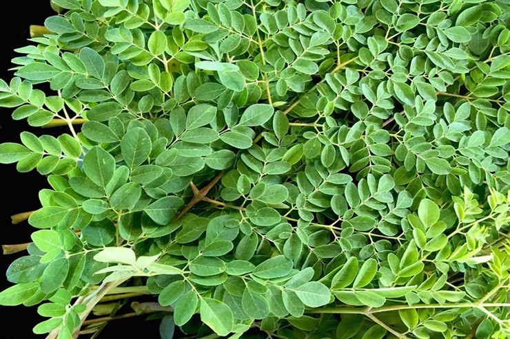 Cây chùm ngây tên khoa học là Moringa oleifera, thuộc loại cây thân gỗ, cao khoảng 10 mét, có thể sống lâu năm.
