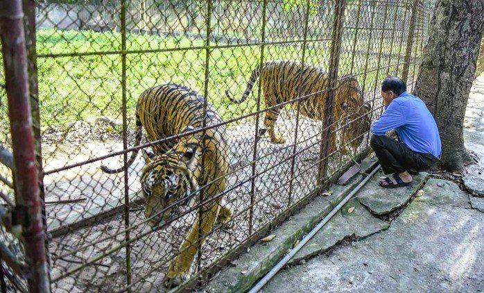Đàn hổ nuôi nhốt tại xã Xuân Tín, tỉnh Thanh Hóa