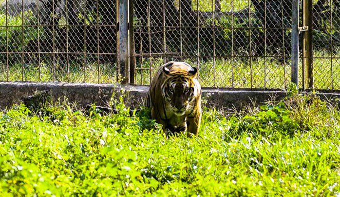 Những cá thể hổ này hiện đã trưởng thành, có trọng lượng từ 180 kg đến gần 300 kg