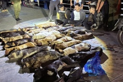 Nhóm thanh niên bắn trộm 24 con chó trong đêm đã "sa lưới"