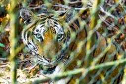 Đề xuất chuyển giao đàn hổ 9 con về Vườn thú Hà Nội