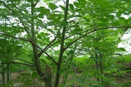 Cây dại được ví như “thịt bò của người nghèo”, thế giới ưa chuộng, dân trồng hái bán quanh năm