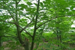 Cây dại được ví như “thịt bò của người nghèo”, thế giới ưa chuộng, dân trồng hái bán quanh năm