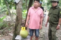 Người đàn ông bị khởi tố vì trộm hai trái mít: Đúng lý nhưng chưa hợp tình