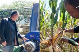 Mưa dầm kỷ lục: Nông dân chi 11 triệu tự chế máy sấy, cứu 100 tấn ngô