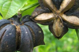 Loại hạt "đắt đỏ bậc nhất thế giới", ở Việt Nam cũng có mà ít ai hay