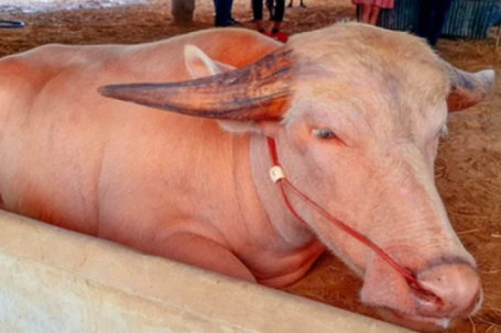 Con trâu bạch tạng được trả giá 1,4 tỷ đồng, chủ trâu cân nhắc mãi mới chịu bán