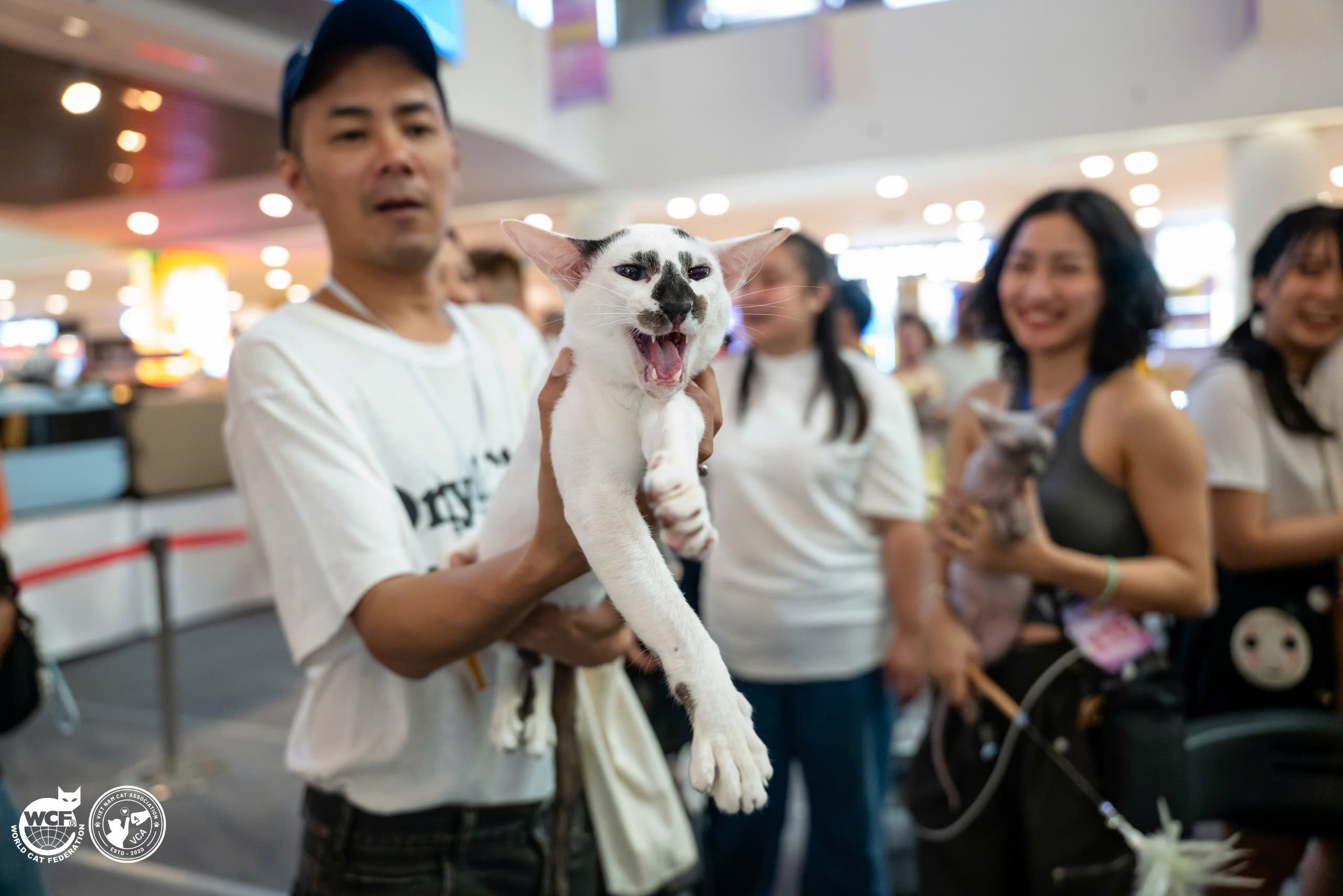 Siêu lễ hội Mèo Cưng – Mega Cat Fest 2025 trở lại với diện mạo bùng nổ - 3