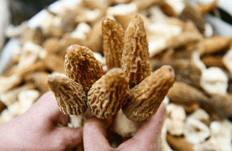 Loại nấm này không chỉ hiếm gặp, khó thu hoạch mà còn sở hữu hương vị đặc biệt. Ảnh minh họa.