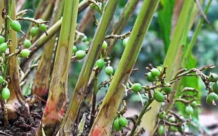 Loại cây dại mọc um tùm ở Việt Nam, "trời Tây" bán giá 13 triệu đồng/kg - 5