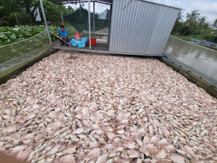 Anh Bùi Văn Vũ cho biết, nuôi 3 lồng bè cá điêu hồng trên rạch Cái Cui (ấp Phú Nhơn, xã Châu Thành), vừa xuất bán một bè, còn 2 bè chuẩn bị bán thì trong sáng nay cá đã nổi đầu, phơi bụng chết nổi đầy mặt nước, ước hơn 10 tấn cá bị chết, thiệt hại khoảng 350 triệu đồng.