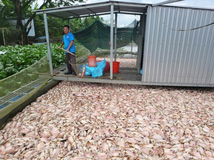 “Xưa tới giờ không có bị trường hợp cá chết hết trơn như này. Cá này cỡ tuần sau có thể xuất bán, cũng phải hơn 1 ký một con”, anh Vũ tiếc nuối bên đàn cá chết nổi đầy lồng nuôi.