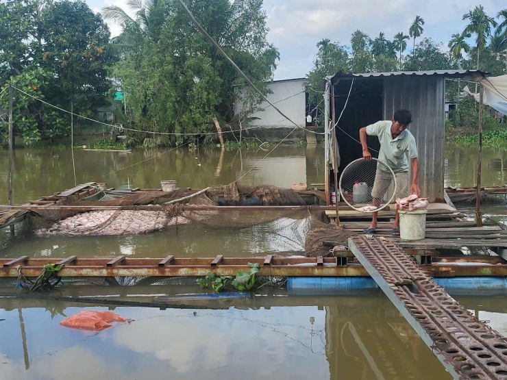 Còn tại rạch Bến Bạ thuộc khu vực Phú Tân (phường Hưng Phú), cách rạch Cái Cui khoảng 2km, 14 bè cá điêu hồng nuôi cũng bị chết hàng loạt vào tối qua đến sáng nay. Ông Nguyễn Văn Ở cho hay, ông nuôi 2 lồng bè đã được 7 tháng, đang chờ giá lên để bán thì đột ngột chết gần hết cá.