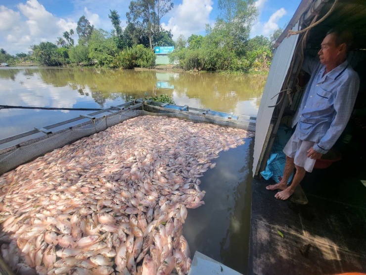 Theo thống kê sơ bộ của địa phương, có gần 20 lồng bè cá điêu hồng đang nuôi tại rạch Cái Cui và rạch Bến Bạ, mỗi bè có khoảng 7-8 tấn cá chuẩn bị xuất bán, tỷ lệ cá chết trên mỗi lồng khoảng 80-90%.